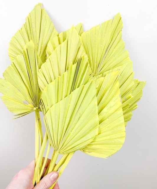 Picture of Dried Palmspear Yellow